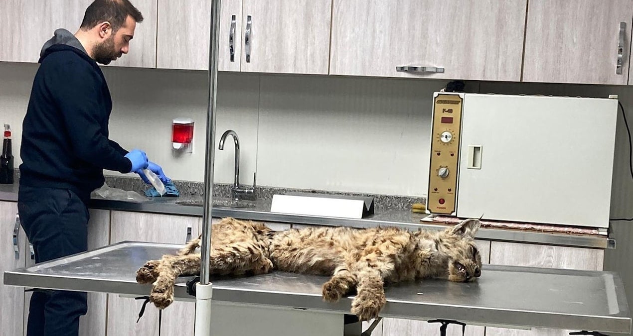 Struggling Vaşak in Bitlis gets medical attention