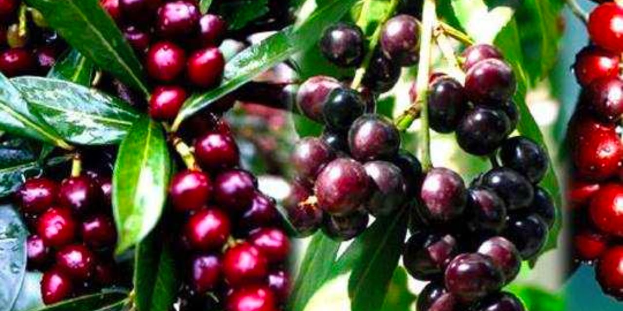 Prickling Pain: The Thorn in My Lungs