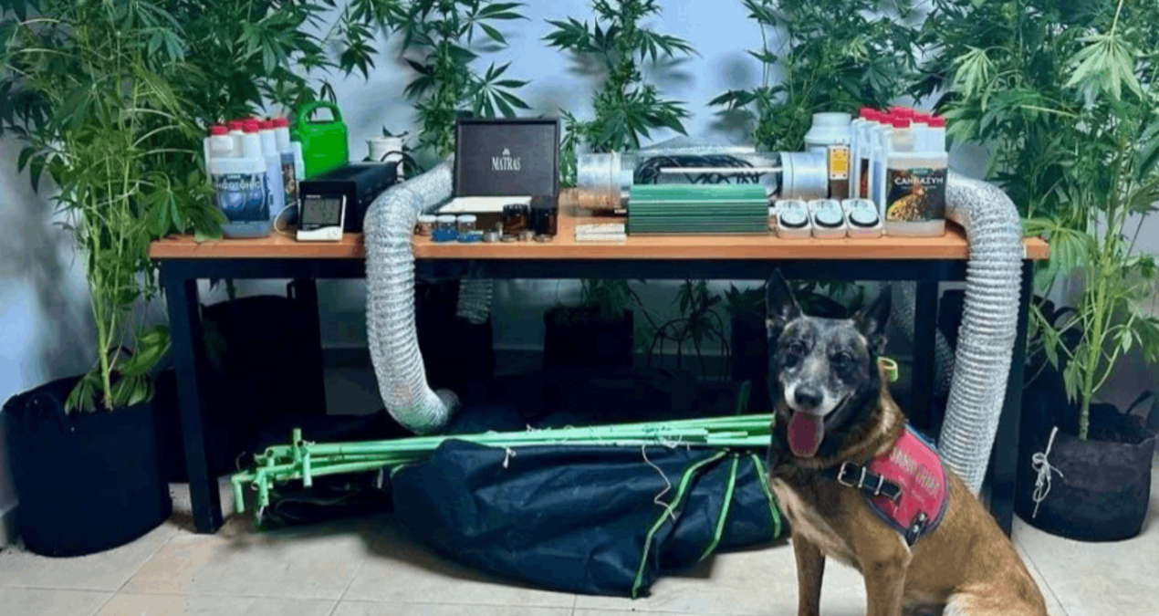 Surprising Drug Discovery at Teacher's Home