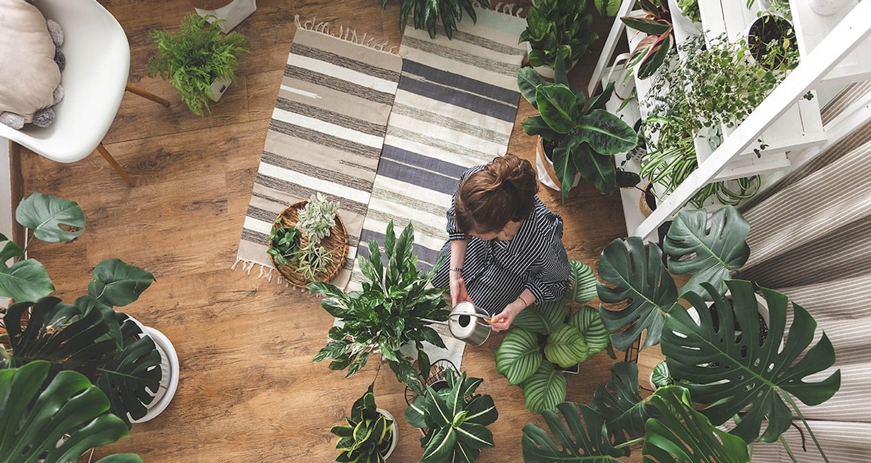 5 Plants: The Key to Abundance and Luck at Home