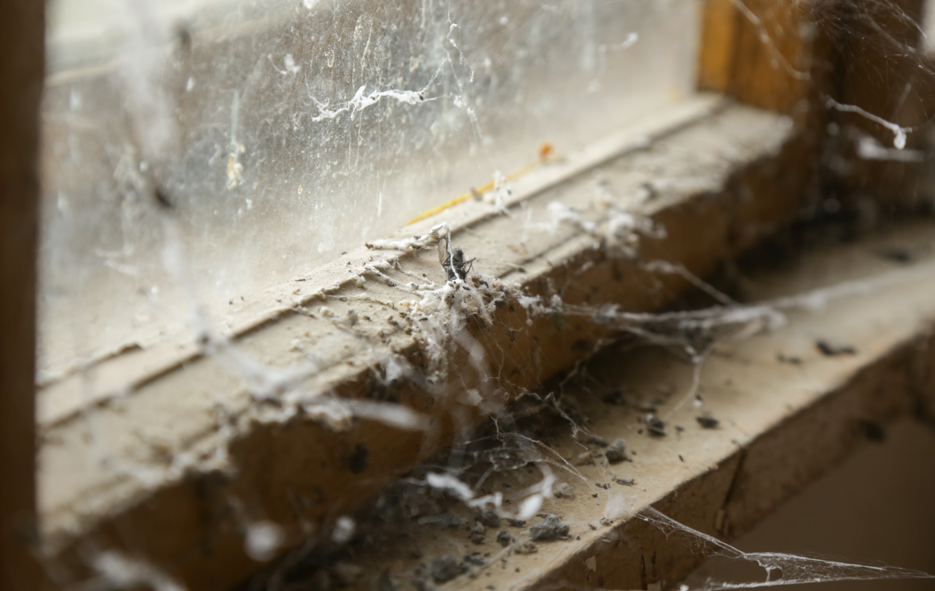The Hidden Meaning of Home Spider Webs