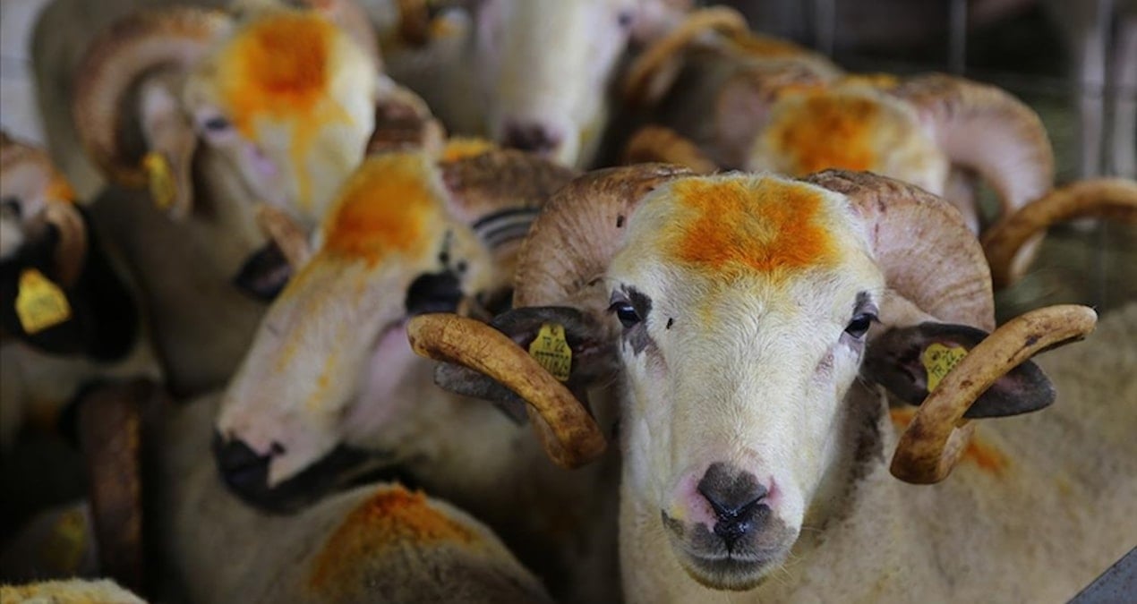 From Sacrifice to Splendor: The Evolution of Purchasing Livestock