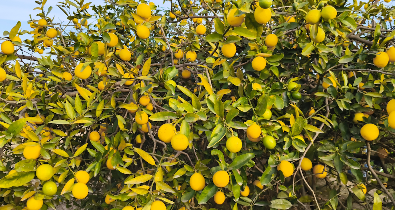 Growing Lemon Trees with the Paper Towel Method: A 4-Week Guide